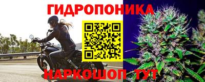 прущие крисы Магадан